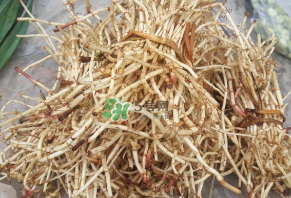 折耳根是什么？折耳根是哪里的特產(chǎn)？