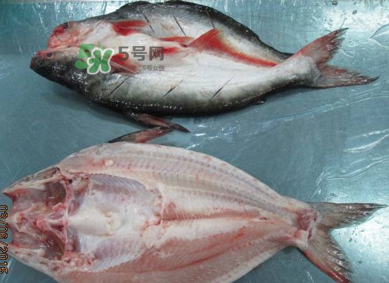 巴沙魚是鯰魚嗎？巴沙魚是海魚嗎
