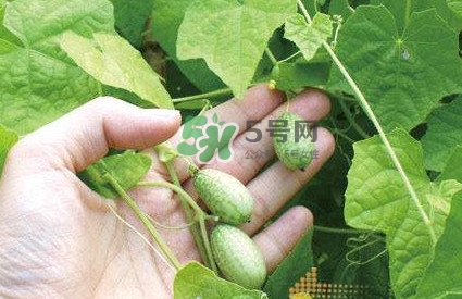 拇指西瓜什么時(shí)候種植最好？拇指西瓜哪里可以買到