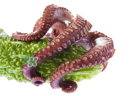 八爪魚什么季節(jié)最好吃？八爪魚什么時(shí)候有籽？