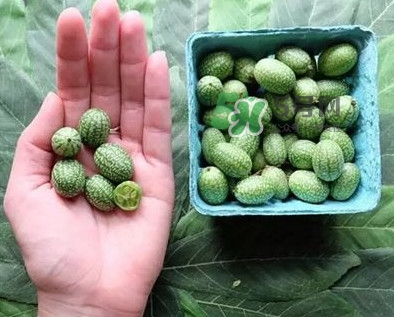世界上最小西瓜是拇指西瓜嗎？世界上最小西瓜帶皮吃嗎