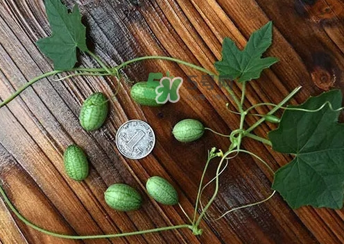 拇指西瓜多少錢一斤？拇指西瓜一口能吃幾個(gè)？