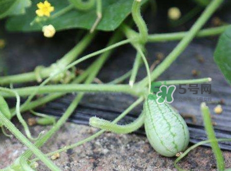 拇指西瓜什么時(shí)候種植最好？拇指西瓜哪里可以買到