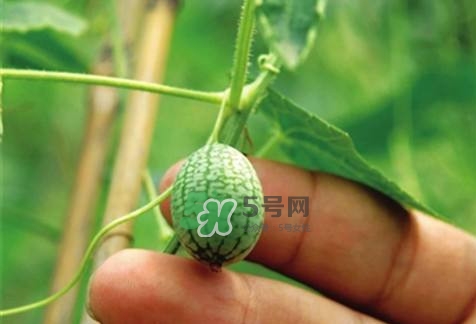 拇指西瓜怎么種？拇指西瓜為什么那么小