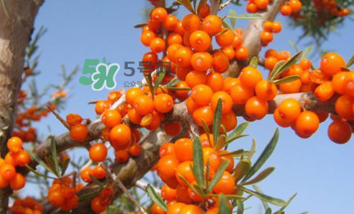 沙棘是酸性還是堿性？沙棘是涼性還是熱性？