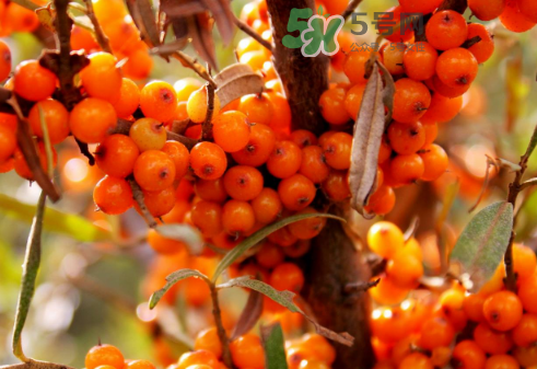 沙棘是酸性還是堿性？沙棘是涼性還是熱性？