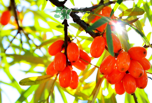 沙棘是酸性還是堿性？沙棘是涼性還是熱性？