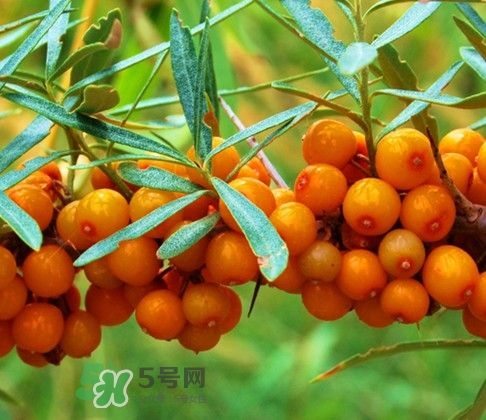 沙棘怎么吃？沙棘果的食用禁忌