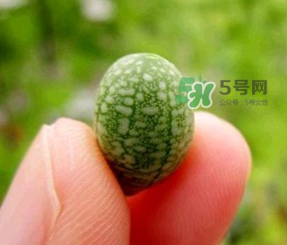 拇指西瓜怎么吃？拇指西瓜好吃嗎