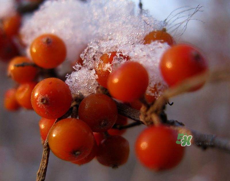 沙棘怎么吃？沙棘果的食用禁忌
