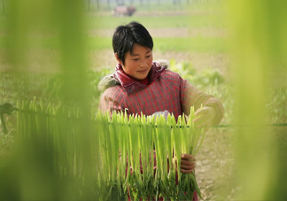 貢菜怎么保存？曬干的貢菜怎么泡發(fā)