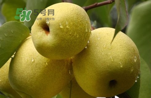 梨子多少錢一斤？皇冠梨多少錢一斤？