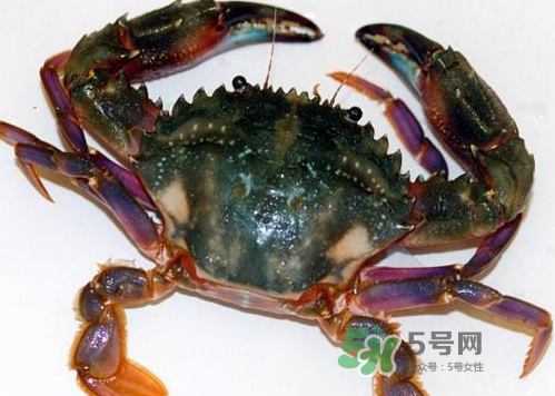 螃蟹腿藍色的是什么？螃蟹腿為什么是藍色？