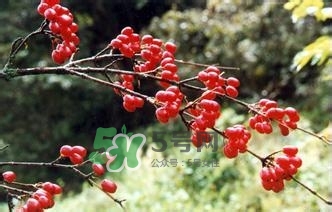 怎么看男人腎好不好？男人腎虛吃什么調(diào)理？
