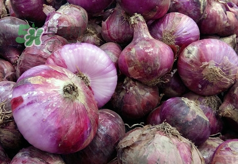 皮芽子是什么東西？皮芽子怎么做好吃