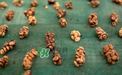 貓屎咖啡是怎么來的？貓屎咖啡的由來