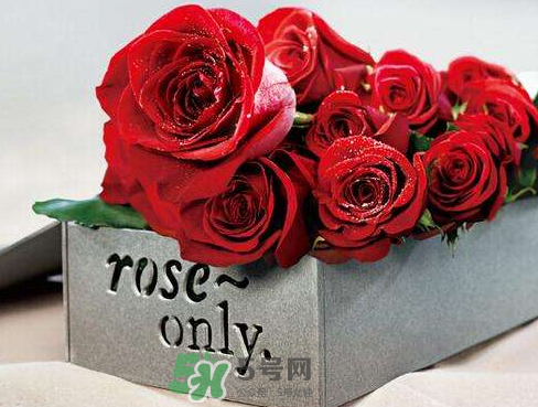 roseonly怎么樣？roseonly好看嗎？
