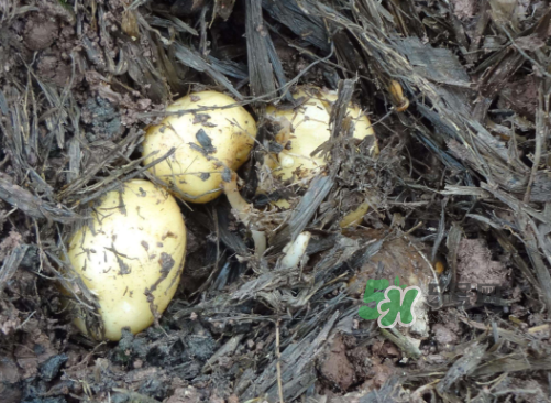 九月份可以種土豆嗎？秋天能種土豆嗎？