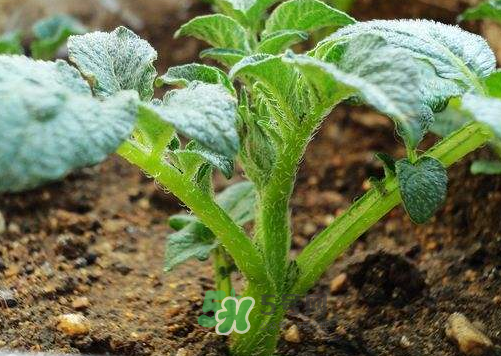 九月份可以種土豆嗎？秋天能種土豆嗎？