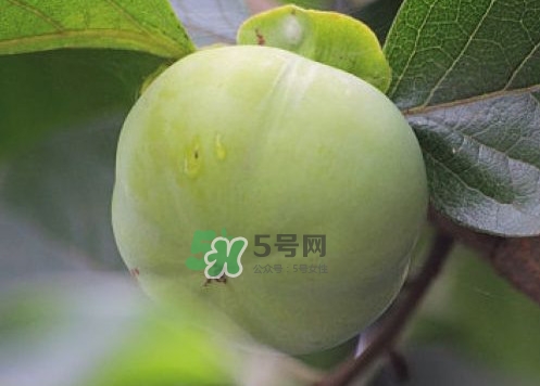 柿子葉能降血糖嗎？青柿子的功效與作用