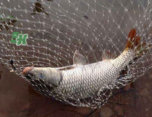 八月份釣魚用什么料好？八月份釣什么魚？