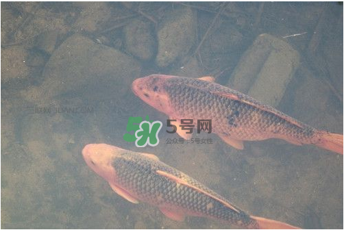 八月份釣魚用什么料好？八月份釣什么魚？