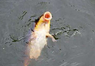 八月份釣魚用什么料好？八月份釣什么魚？