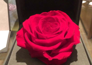 roseonly怎么看真假？roseonly真假對比