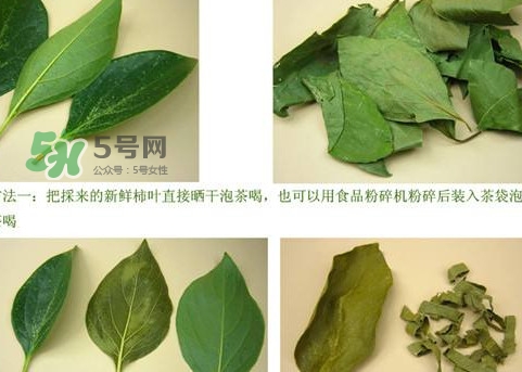 柿子葉能治胃病嗎？柿子葉什么時候采最好