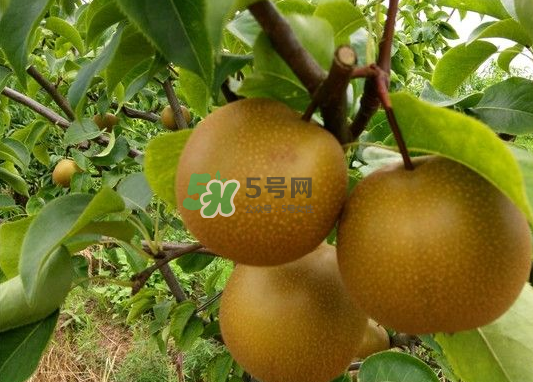 豐水梨產(chǎn)地在哪里？豐水梨是哪里產(chǎn)的？