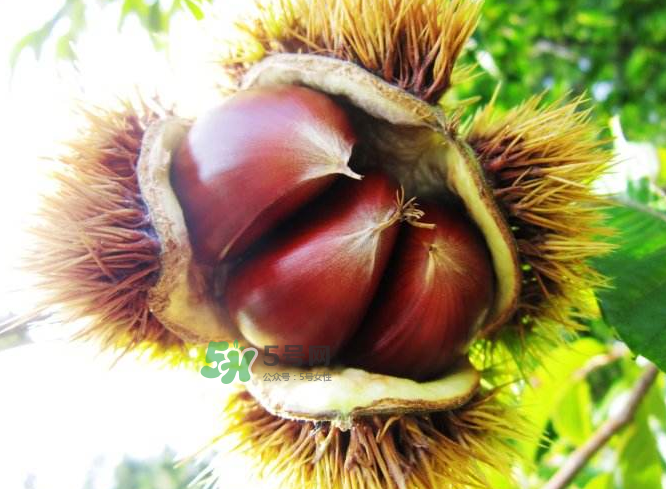 板栗能補(bǔ)腎嗎？板栗補(bǔ)腎陰還是腎陽(yáng)？