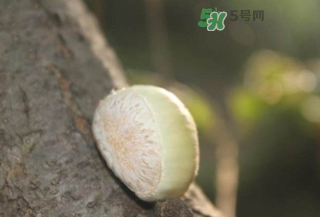 嫩板栗怎么保存？嫩板栗保存方法