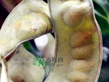 皂角米可以直接煮嗎？皂角米和什么一起煮好