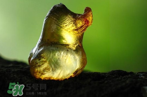 桃膠是發(fā)物嗎？桃膠是中藥嗎