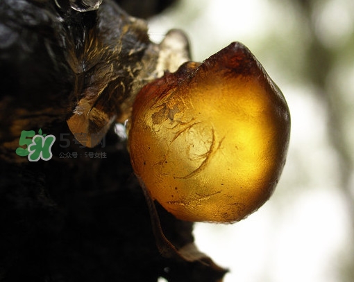 桃膠什么顏色的好？桃膠顏色深色好還是淺色好