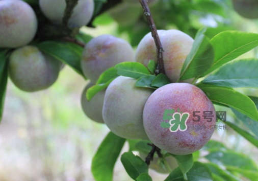 芙蓉李多少錢一斤？芙蓉李價(jià)格