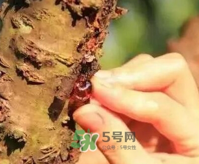 桃膠適合什么人吃？吃桃膠會(huì)上火嗎？