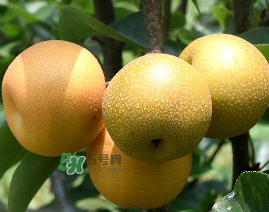 豐水梨和雪梨哪個(gè)好？豐水梨和雪梨的區(qū)別
