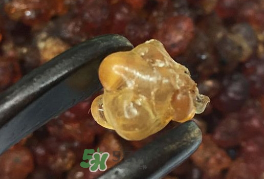 桃膠幾月份可以采摘？桃膠幾歲小孩能吃