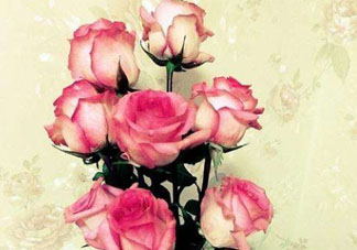 roseonly怎么讀？roseonly怎么讀在線讀？