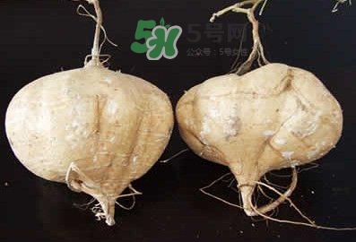 涼薯是什么東西？涼薯是地瓜嗎？