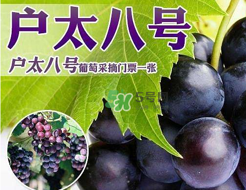 戶太八號(hào)多少錢一斤？戶太八號(hào)為什么在全國(guó)很有名？