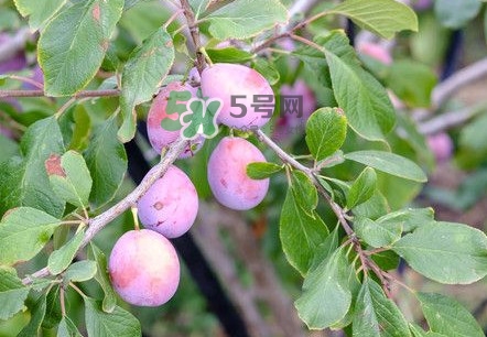 新鮮西梅怎么保存？西梅的保存方法
