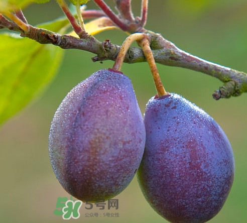 吃西梅上火嗎？新鮮西梅怎么吃