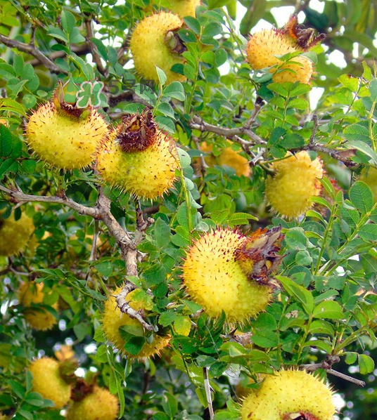 刺梨泡茶能經(jīng)常喝嗎？刺梨泡水喝禁忌多