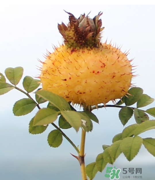 刺梨泡茶能經(jīng)常喝嗎？刺梨泡水喝禁忌多