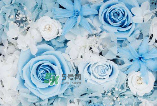 野獸派永生花會(huì)死嗎？野獸派永生花是什么？