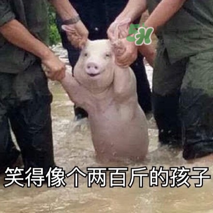 網(wǎng)紅小豬表情包為什么火了？網(wǎng)紅小豬表情包怎么火的？