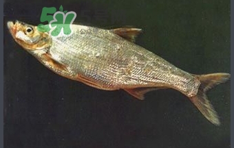 刁子魚(yú)是秋刀魚(yú)嗎？刁子魚(yú)是海魚(yú)嗎？