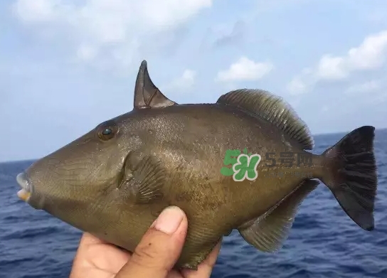 剝皮魚是什么魚？剝皮魚是深海魚嗎